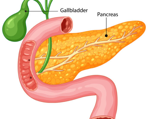 Illustration of gallbladder and pancreas anatomy